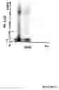Fig. 64 - Methods and compositions for the repair and/or regeneration of damaged myocardium