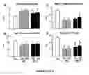 Fig. 86 - Methods and compositions for the repair and/or regeneration of damaged myocardium