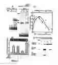 Fig. 08 - Promoter to IL-18BP, its preparation and use