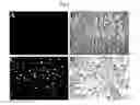 Fig. 03 - Method of preparing cell for transplantation