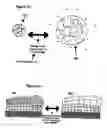 Fig. 05 - Method for the formation of hydrogel multilayers through surface initiated photopolymerization