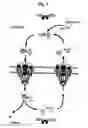 Fig. 02 - Neuronal regeneration and compound administration methods