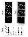 Fig. 03 - Neuronal regeneration and compound administration methods