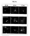 Fig. 07 - Neuronal regeneration and compound administration methods