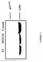 Fig. 14 - Methods of inhibiting angiogenesis-dependent conditions mediated by cryptic epitopes of extracellular matrix components