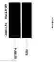 Fig. 16 - Methods of inhibiting angiogenesis-dependent conditions mediated by cryptic epitopes of extracellular matrix components