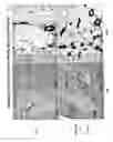 Fig. 05 - Methods for treating tweak-related conditions