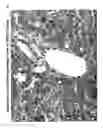 Fig. 06 - Methods for treating tweak-related conditions
