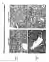 Fig. 09 - Methods for treating tweak-related conditions