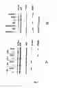 Fig. 09 - Factor involved in metastasis and uses thereof