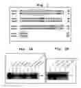 Fig. 02 - Apoptosis-associated protein and use thereof