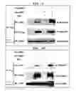 Fig. 04 - Apoptosis-associated protein and use thereof