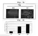 Fig. 07 - Apoptosis-associated protein and use thereof