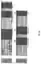 Fig. 05 - VMP-like sequences of pathogenic species and strains