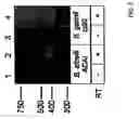 Fig. 06 - VMP-like sequences of pathogenic species and strains