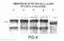 Fig. 09 - Optimized expression of HPV 45 L1 in yeast