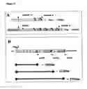 Fig. 05 - Neisserial vaccine compositions comprising a combination of antigens