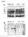 Fig. 06 - Neisserial vaccine compositions comprising a combination of antigens