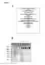 Fig. 09 - Neisserial vaccine compositions comprising a combination of antigens