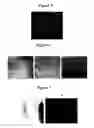 Fig. 04 - Multifunctional and biologically active matrices from multicomponent polymeric solutions