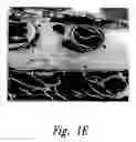 Fig. 03 - Anti-angiogenic compositions and methods of use