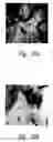 Fig. 43 - Anti-angiogenic compositions and methods of use