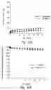 Fig. 58 - Anti-angiogenic compositions and methods of use