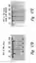 Fig. 63 - Anti-angiogenic compositions and methods of use