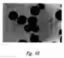 Fig. 71 - Anti-angiogenic compositions and methods of use