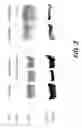 Fig. 03 - Methods for treating prostate cancer with herbal compositions
