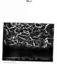 Fig. 03 - Titania nanosheet alignment thin film, process for producing the same and article including titania nanosheet alignment thin film