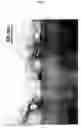 Fig. 04 - Titania nanosheet alignment thin film, process for producing the same and article including titania nanosheet alignment thin film