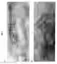 Fig. 06 - Titania nanosheet alignment thin film, process for producing the same and article including titania nanosheet alignment thin film