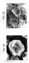 Fig. 02 - Toner, developer including the toner, and method for fixing toner image