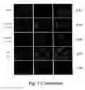 Fig. 03 - Methods of isolating genes encoding proteins of specific function and of screening for pharmaceutically active agents