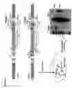 Fig. 03 - Method for assaying replication of hbv and testing ... drugs