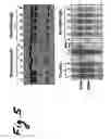 Fig. 04 - Method for assaying replication of hbv and testing ... drugs