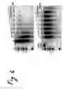 Fig. 05 - Method for assaying replication of hbv and testing ... drugs