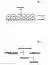Fig. 02 - Method for the detection of proteolytic enzymes