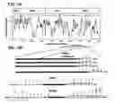 Fig. 02 - Detection and identification of enteroviruses by semi-nested amplification of the enterovirus VP1 protein