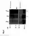Fig. 05 - Agent controlling the apoptosis induction by p73