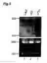 Fig. 06 - Agent controlling the apoptosis induction by p73