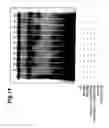 Fig. 12 - Agent controlling the apoptosis induction by p73