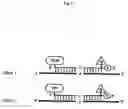 Fig. 04 - Method of detecting gene polymorphism
