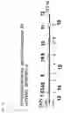 Fig. 43 - Method of detecting gene polymorphism
