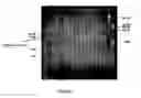 Fig. 06 - Isolation and cloning of DNA from uncultivated organisms