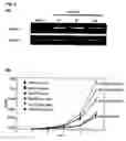 Fig. 06 - Genes and polypeptides relating to myeloid leukemia