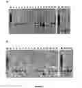 Fig. 04 - Method for hybridisation of immobilized genomic dna