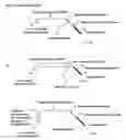 Fig. 02 - Oligonucletide guided analysis of gene expression