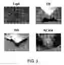 Fig. 04 - Lrp4/corin dopamine-producing neuron proliferation precursor cell marker
